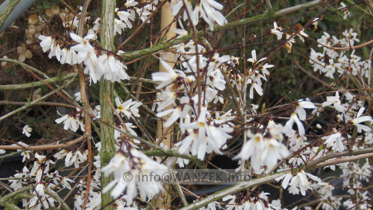 Abeliophyllum distichum 001.JPG